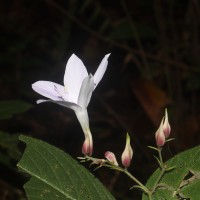 Barleria vestita T.Anderson